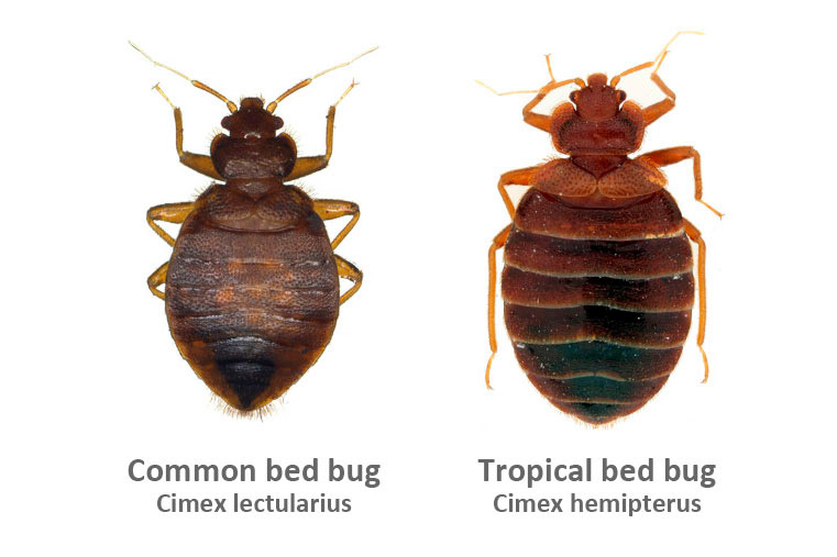 Common bed bug vs Tropical bed bug