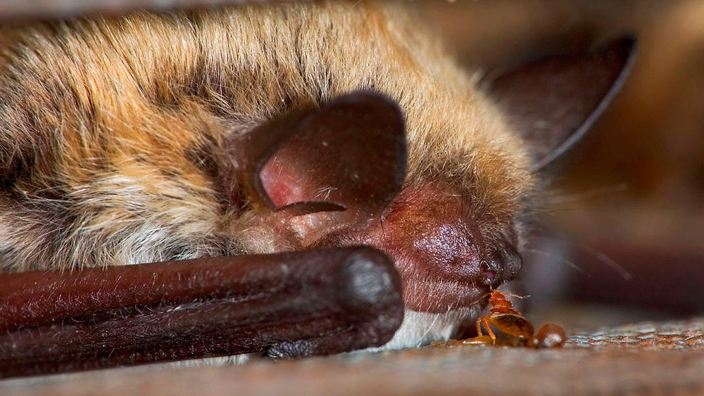 Bed bug is sucking blood from the bat